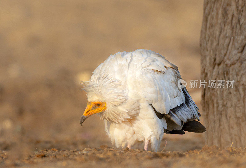 埃及秃鹫，Neophron percnopterus